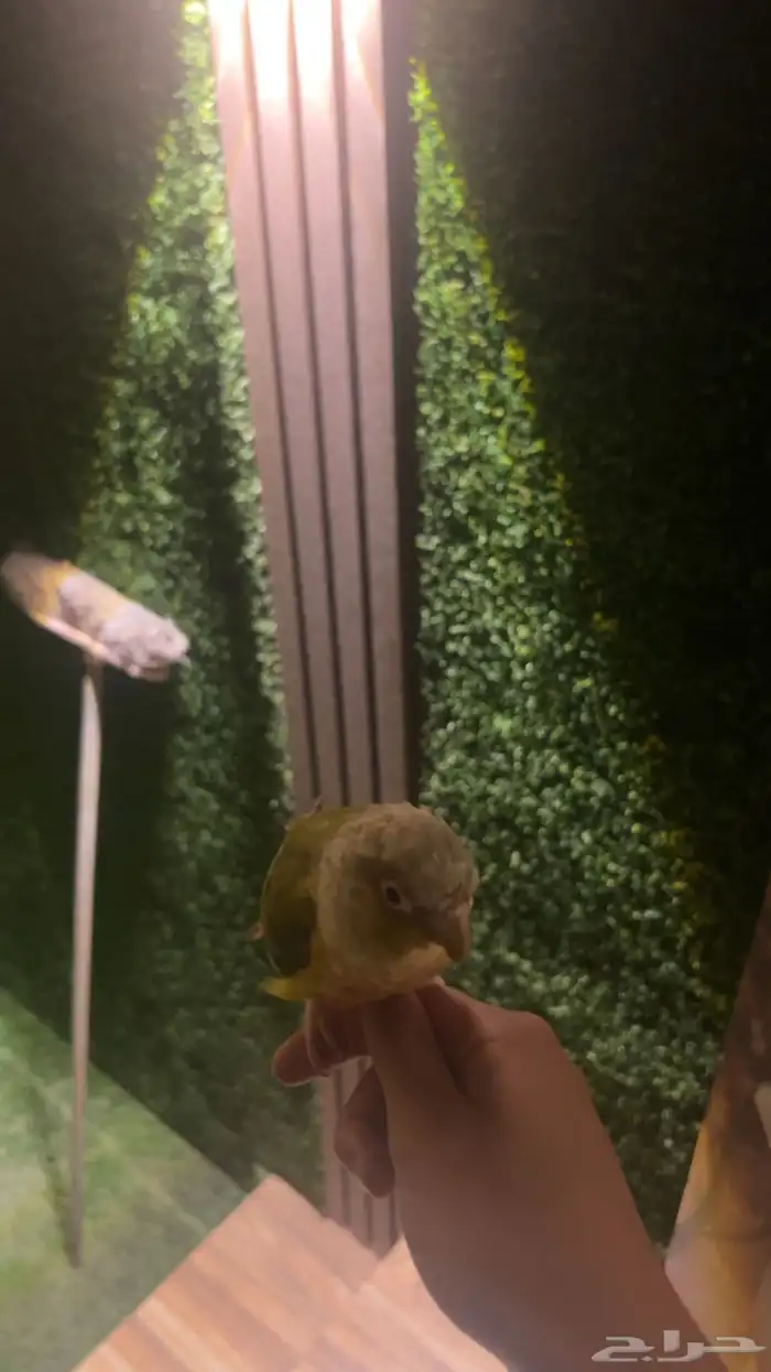 ببغاء كنيور اناناس وقفصين 2