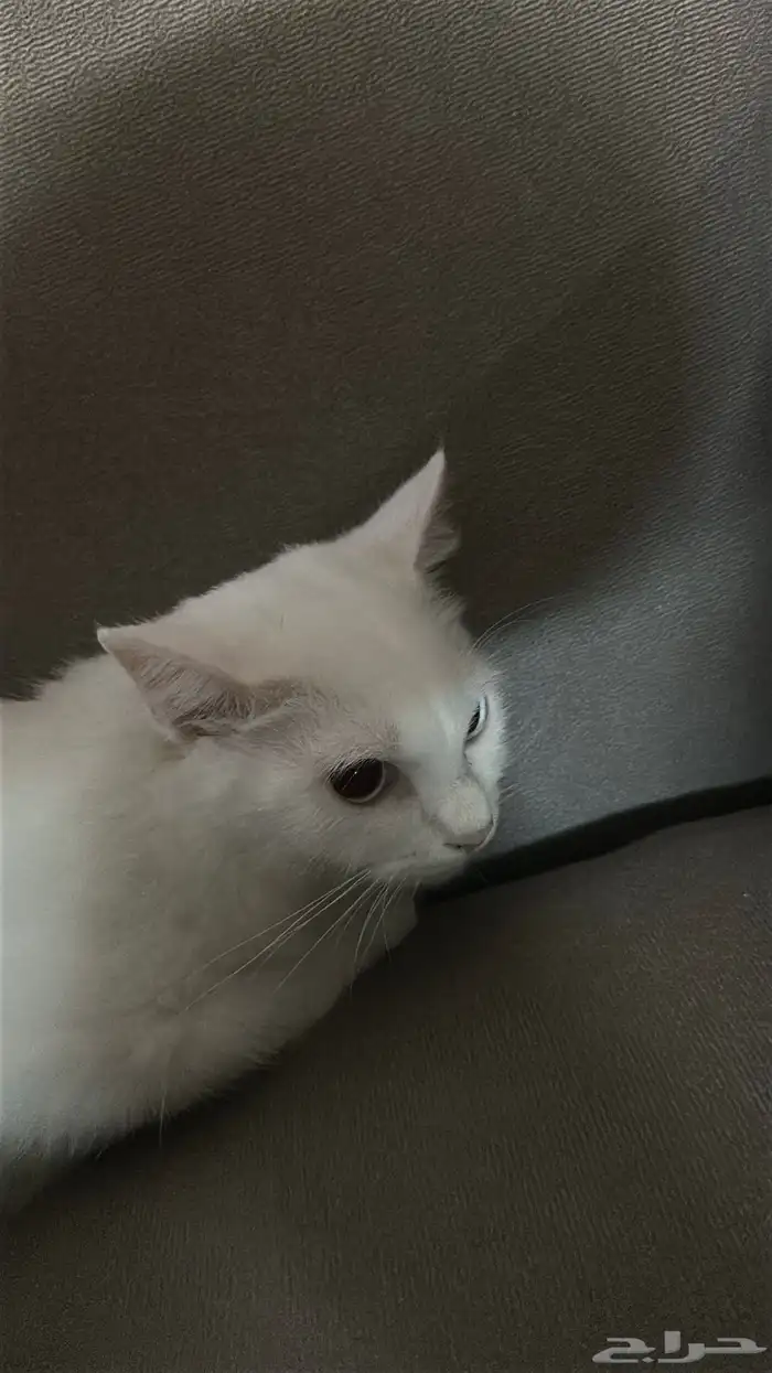 قط منزل ذكر للبيع 0