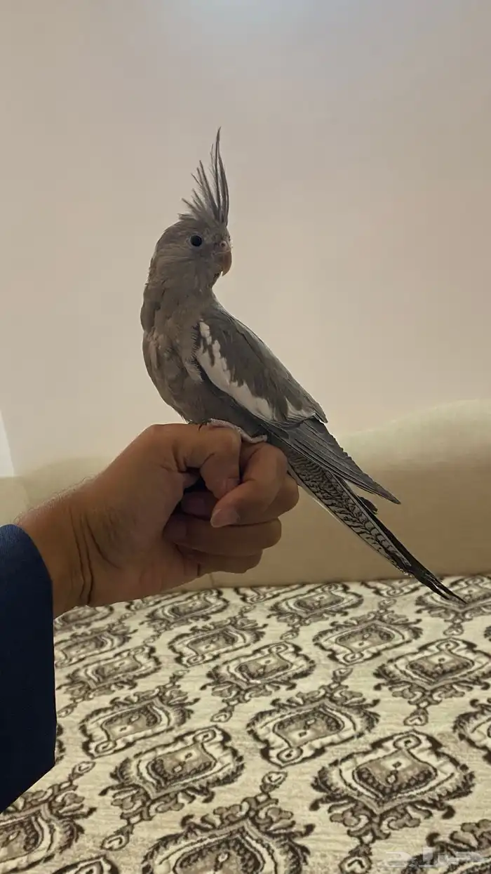 فرخين كروان 2