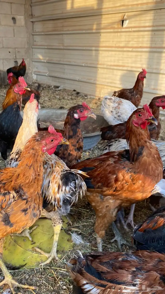 للبيع ديكه 0