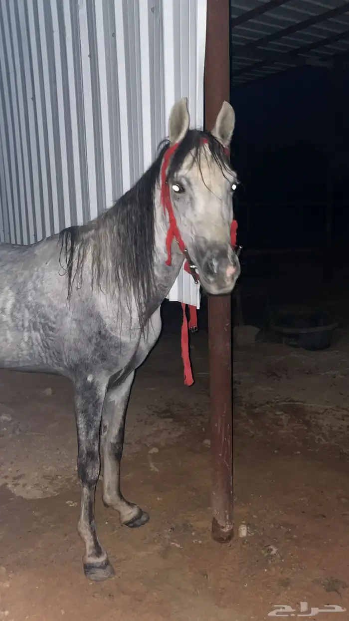 حصان معسوف 3