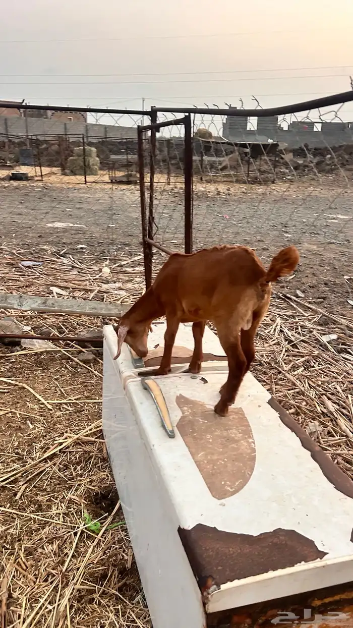 بهم بلدي تربيه 5