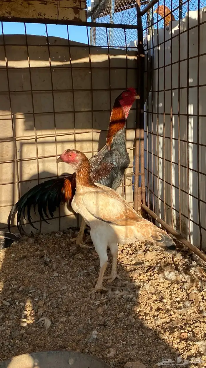 ديك ودجاجه شامو ياباني 6
