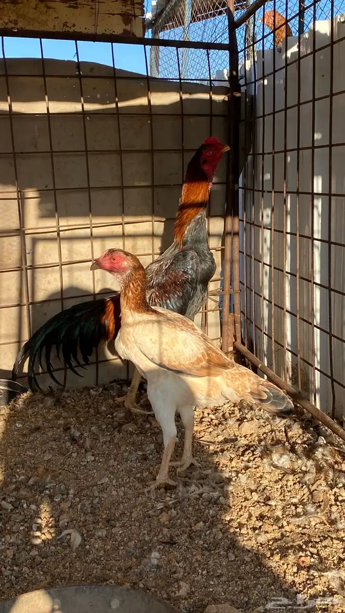 ديك ودجاجه شامو ياباني 4