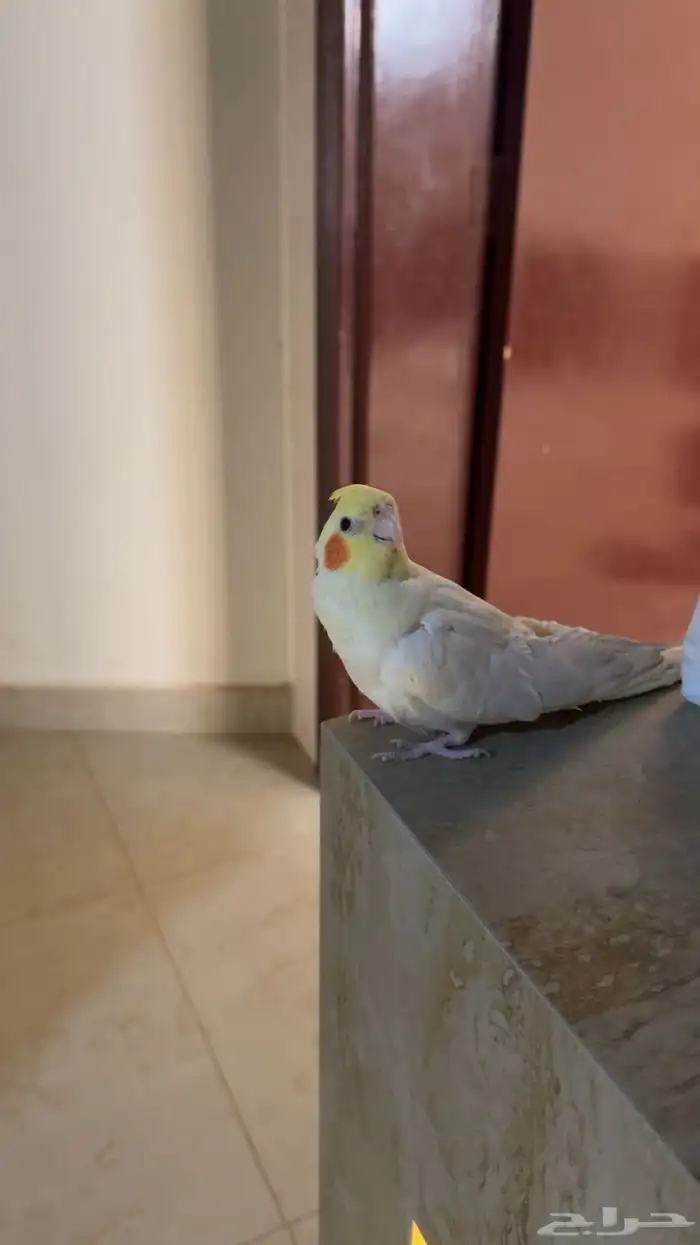 عصفور كروان 0