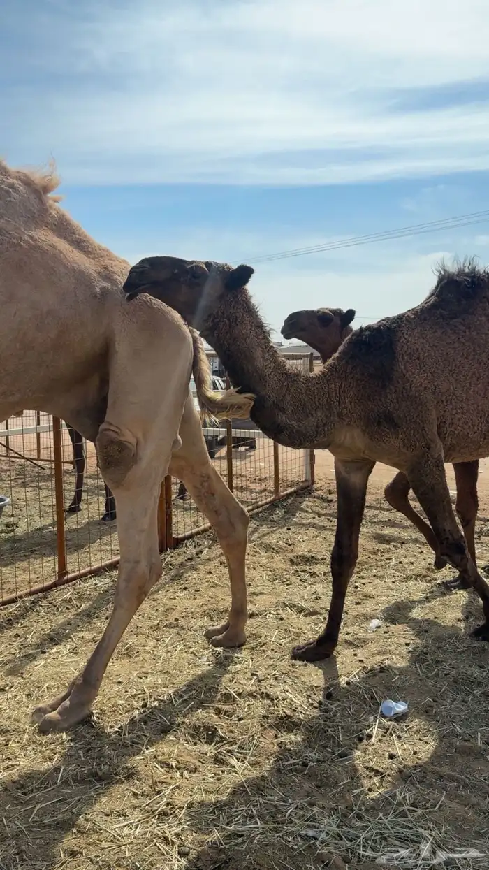 ذود صفر العدد 21 15