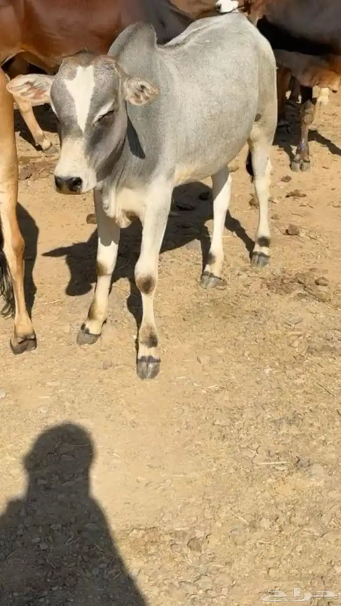 حسيل لباني للبيع 1