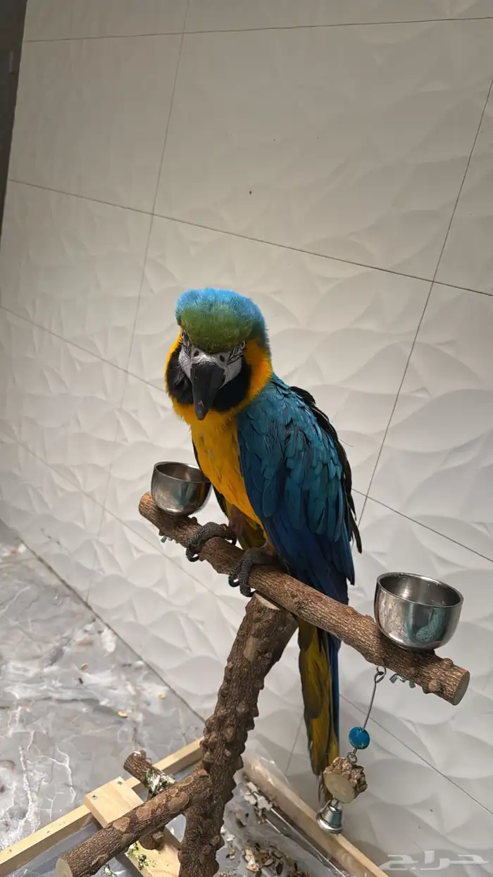 فندقة طيور واصدقاء ميلو 15