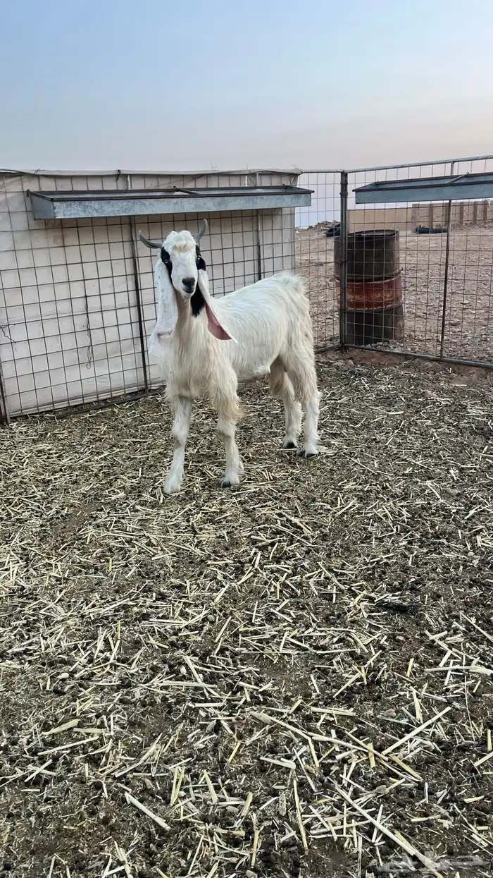 تيس هولندي 0