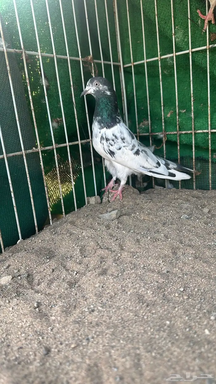 حمام تيدي بيور للبيع 3