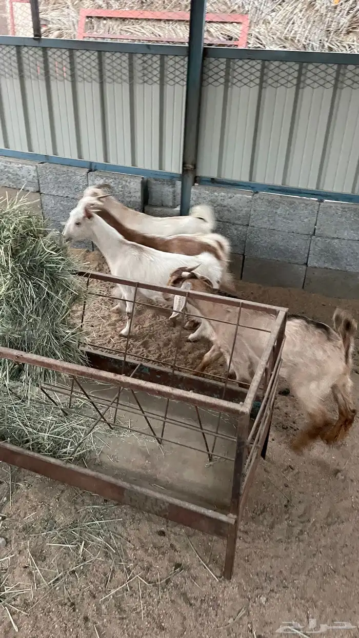 عناق وتيوس 0