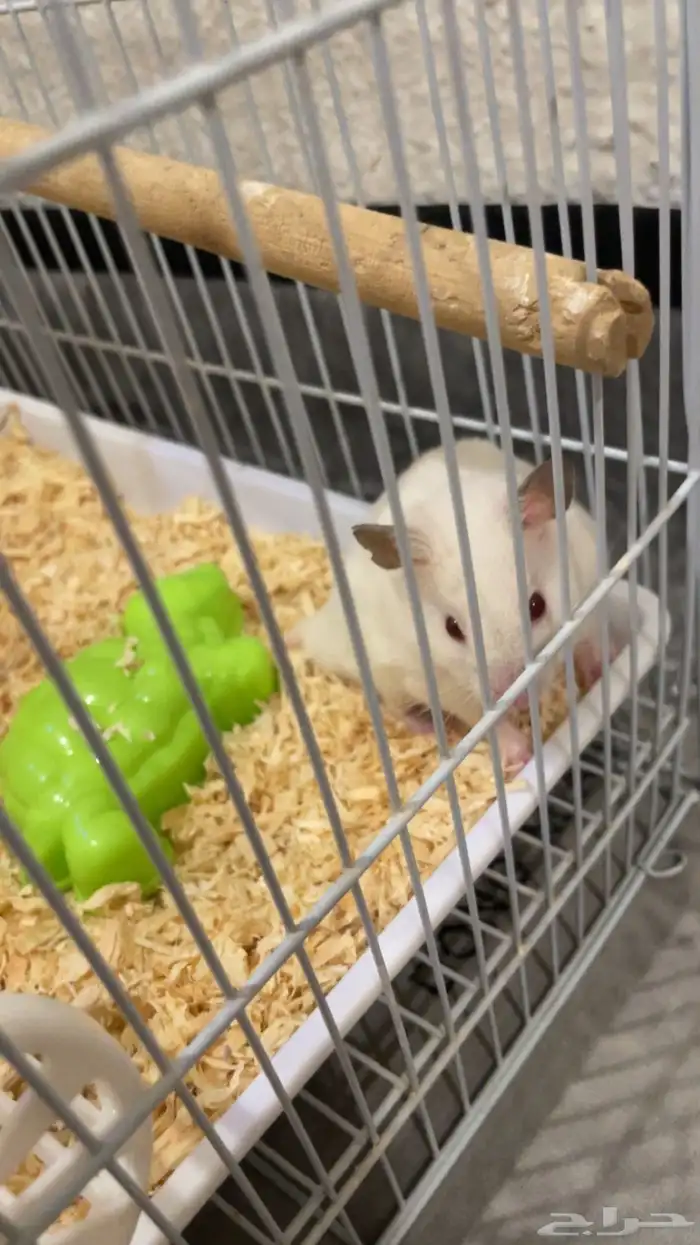 زوج هامستر نوع سوري عمر صغير 7