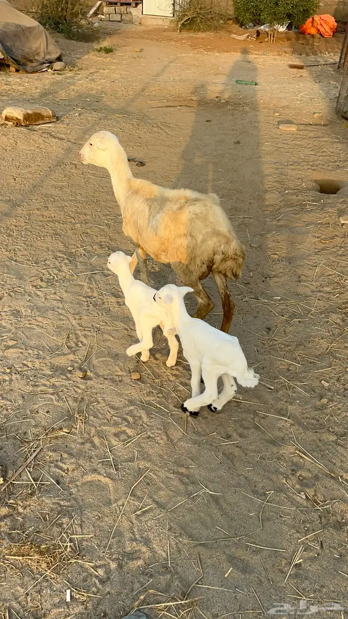 نعجه منتوج متاومه 10