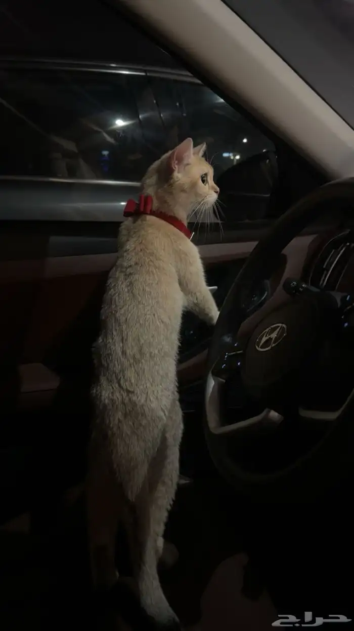 قطه للتبني 1