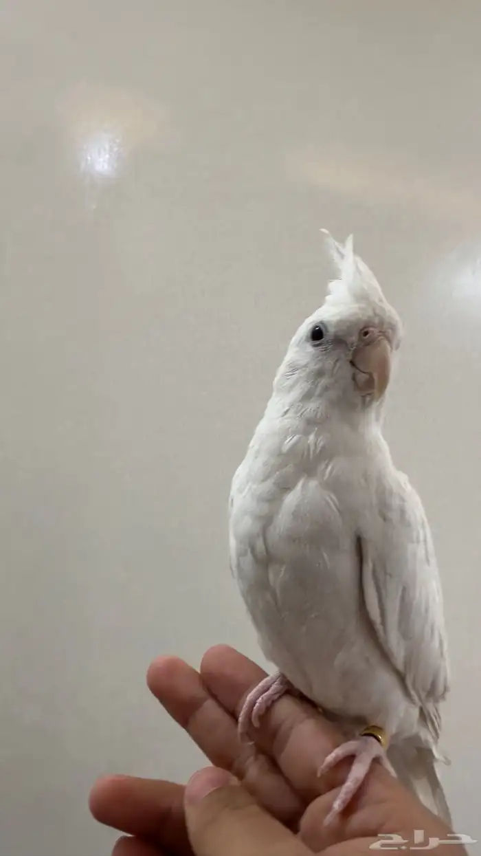 كروان هدد داخلي وبدايات خارجي بينو السوم 350 والبيع قريب 2