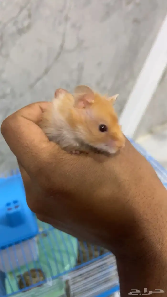 هامستر سوري 1