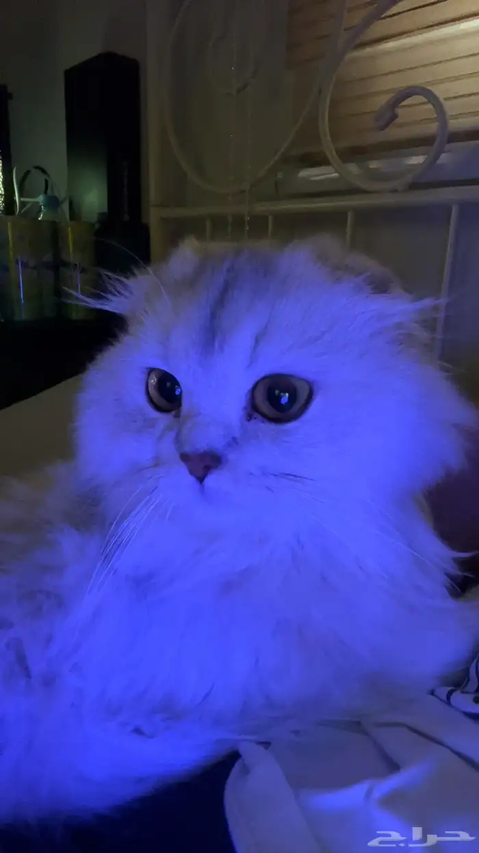 قطه للتبني 2