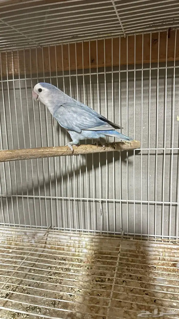 جوز روز منتج شرط من محمية تغريد 3