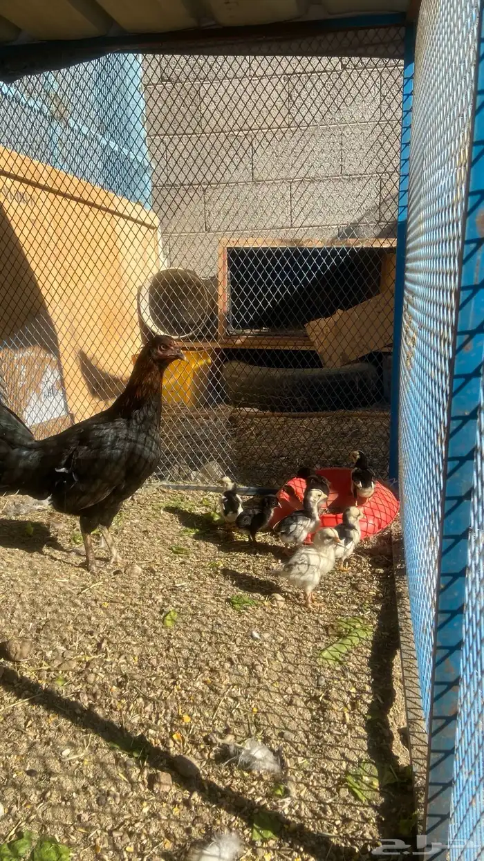 امهات فروخ وحده معها 8 وثانيه معها 4 وباقي بيض مافقس 4