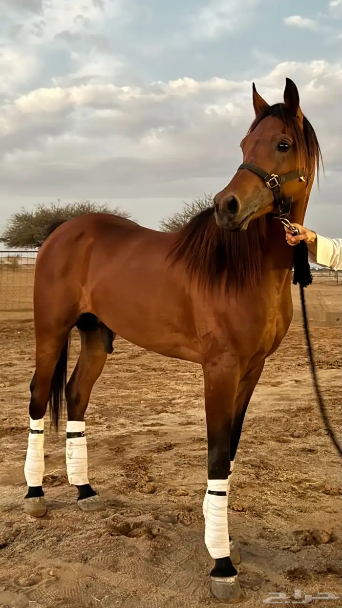 حصان عربي واهو 1