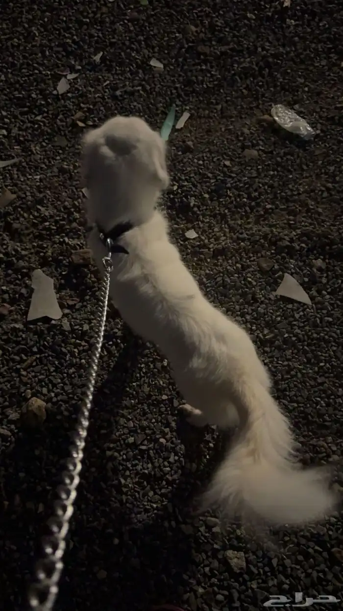 كلب لي البيع جاهز للتزواج 5