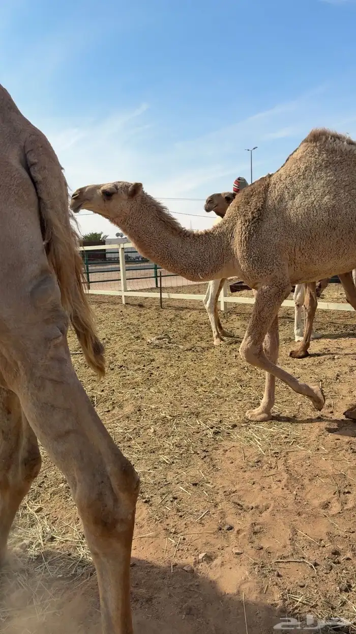 ذود صفر العدد 21 13