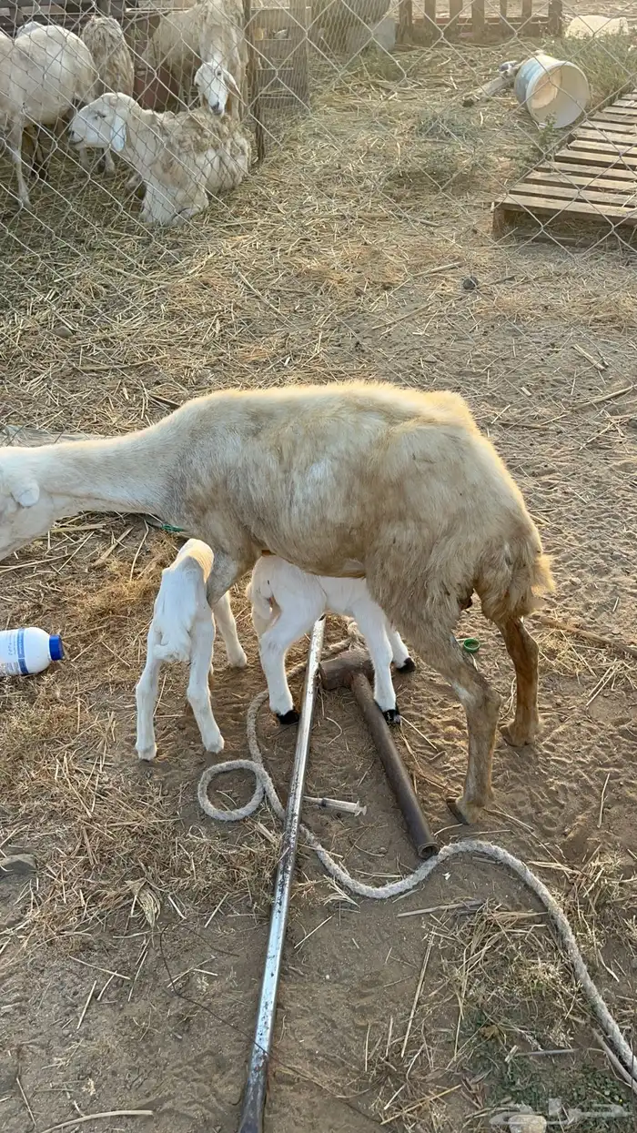 نعجه منتوج متاومه 14