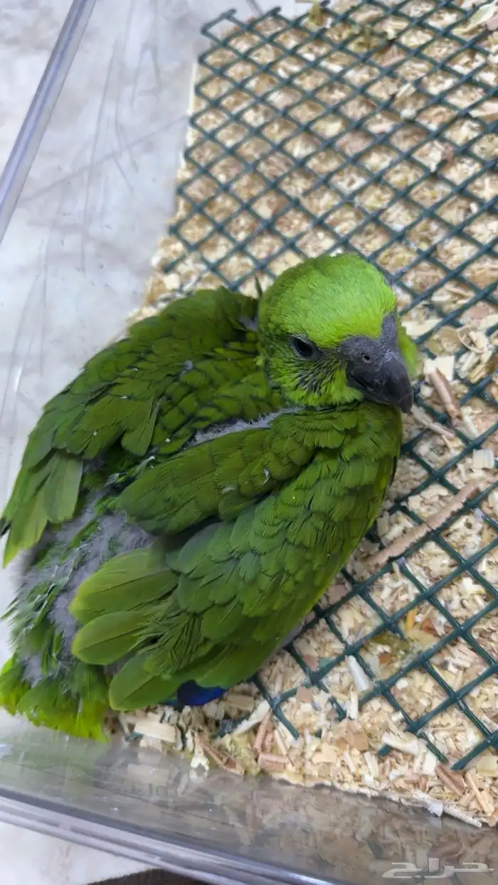 فرخ يلوناب بيور 5