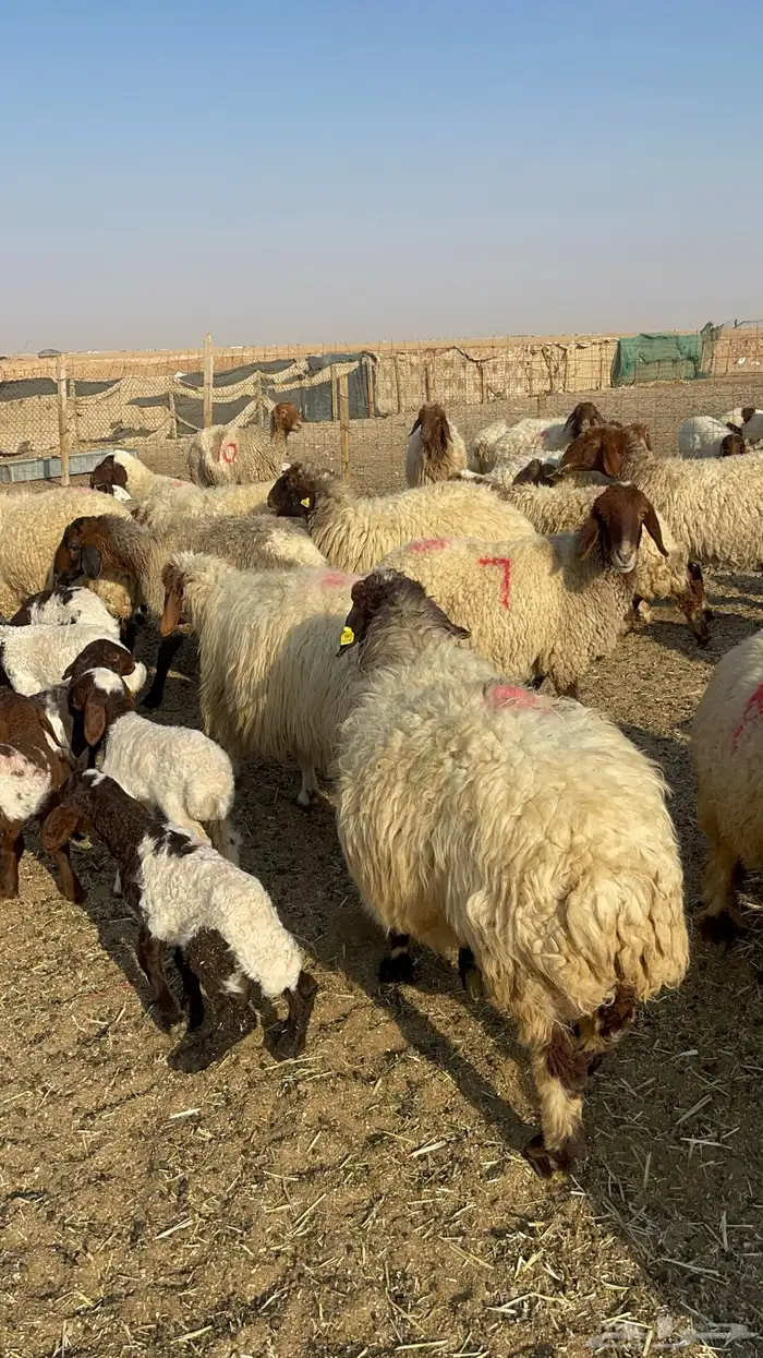 للبيع غنم نعيم مطافيل 13