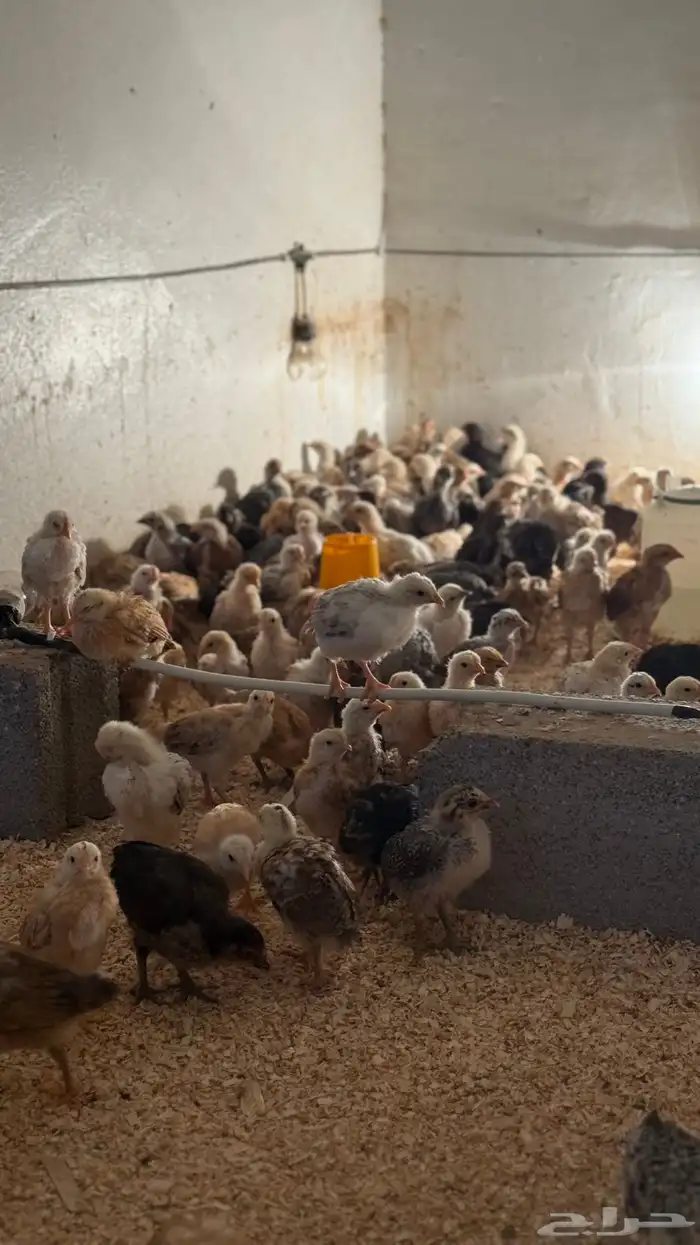 فروخ دجاج للبيع 1
