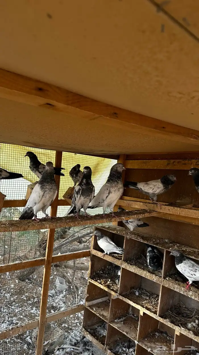 عشه حمام هندي 11 جوز منتج 0