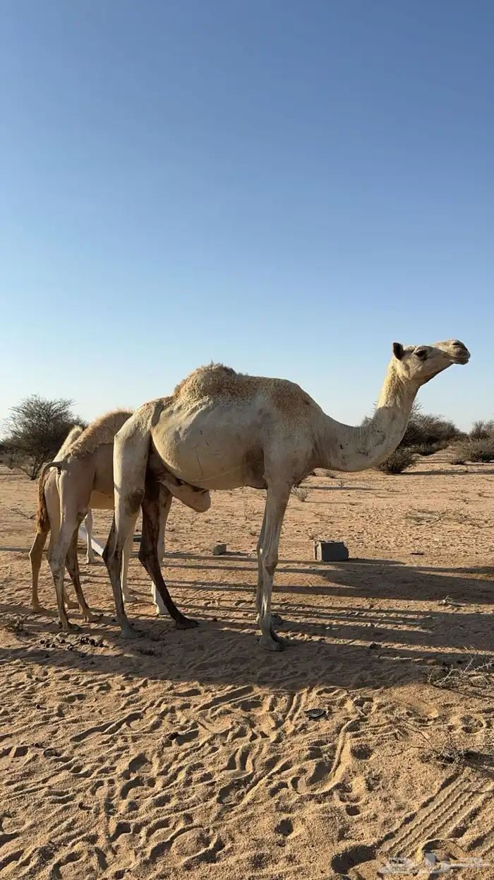 سودانيه لقحه 0