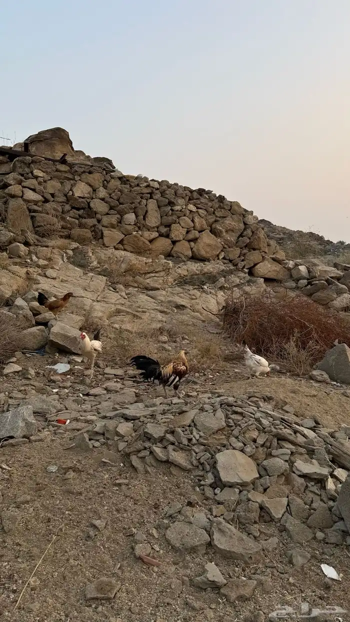 ديوكة بلدي 1