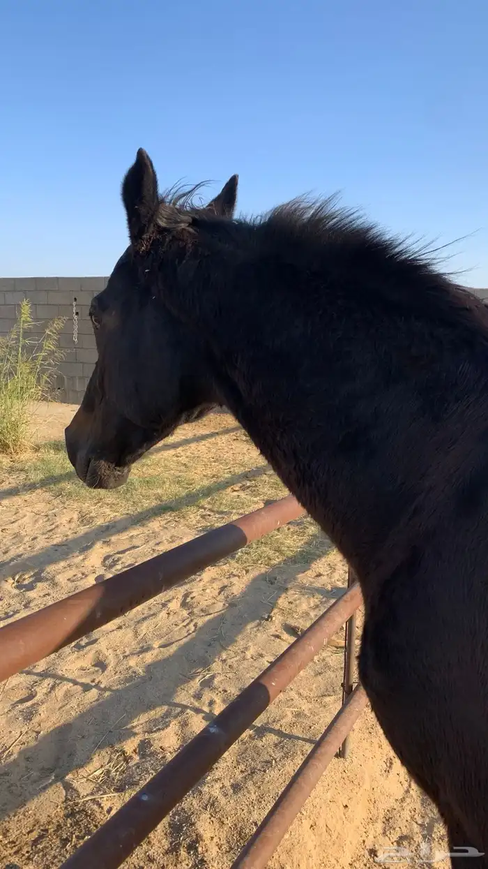 حصان مشروك للبيع تبغاء علومه اتصل على رقمي وسبب البيع ضرف 1