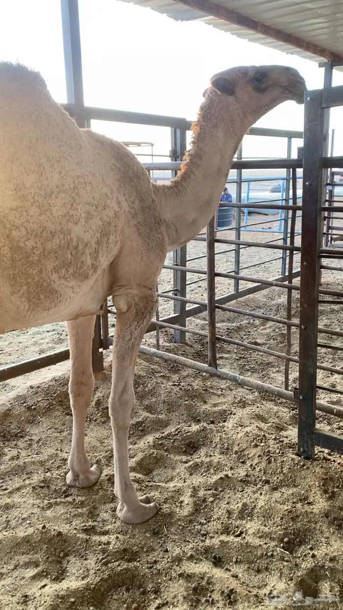 مفروده دبيانية 2