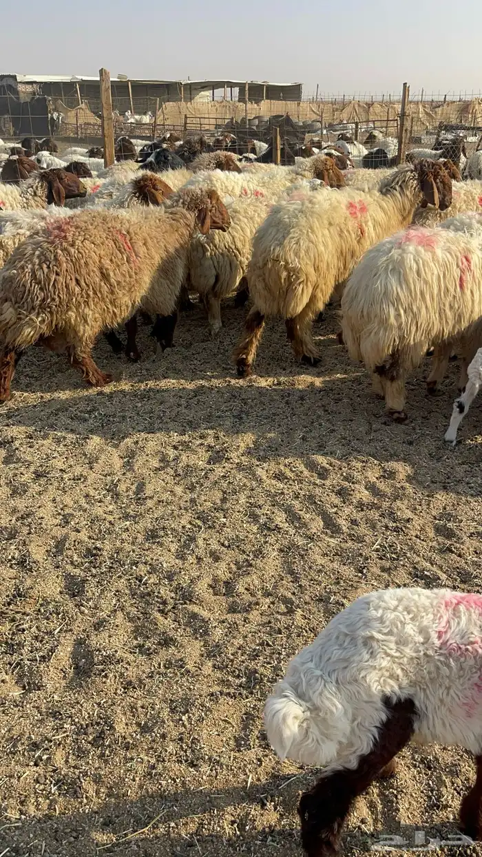 للبيع غنم نعيم مطافيل 4