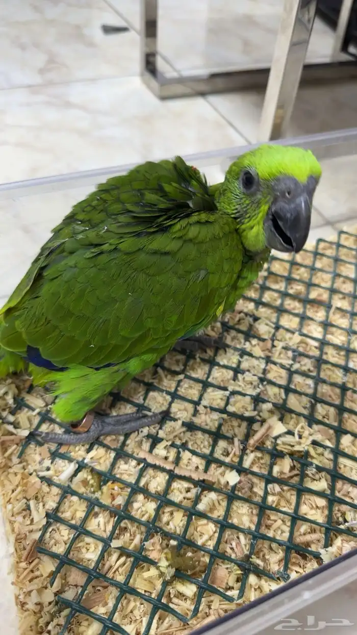 فرخ يلوناب بيور 4