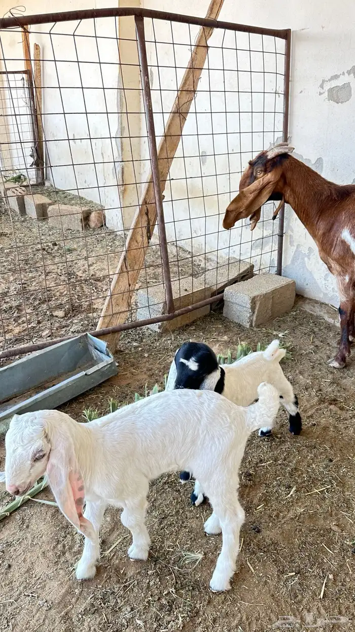 عنز متاوم عليها تيسين 0