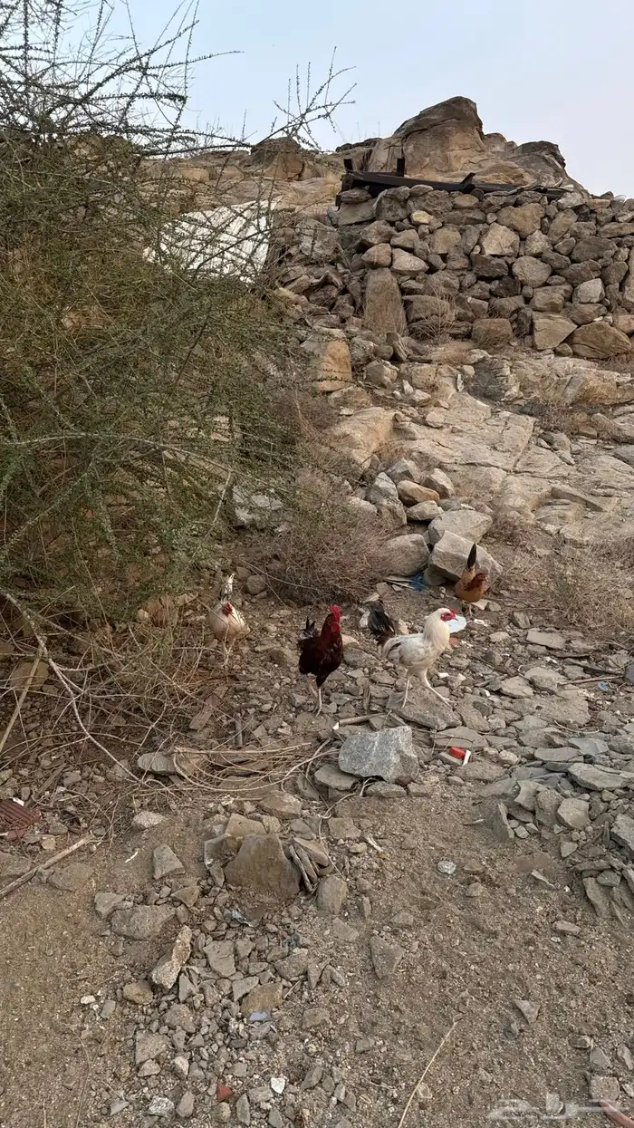 ديوكة بلدي 4