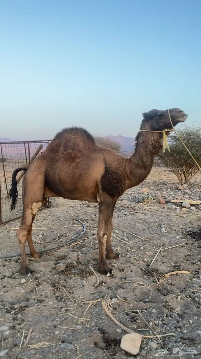 البيع جمل احمر 0