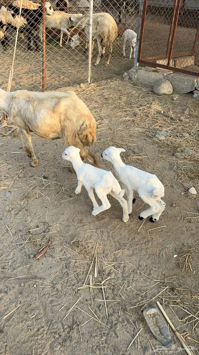 نعجه منتوج متاومه 13