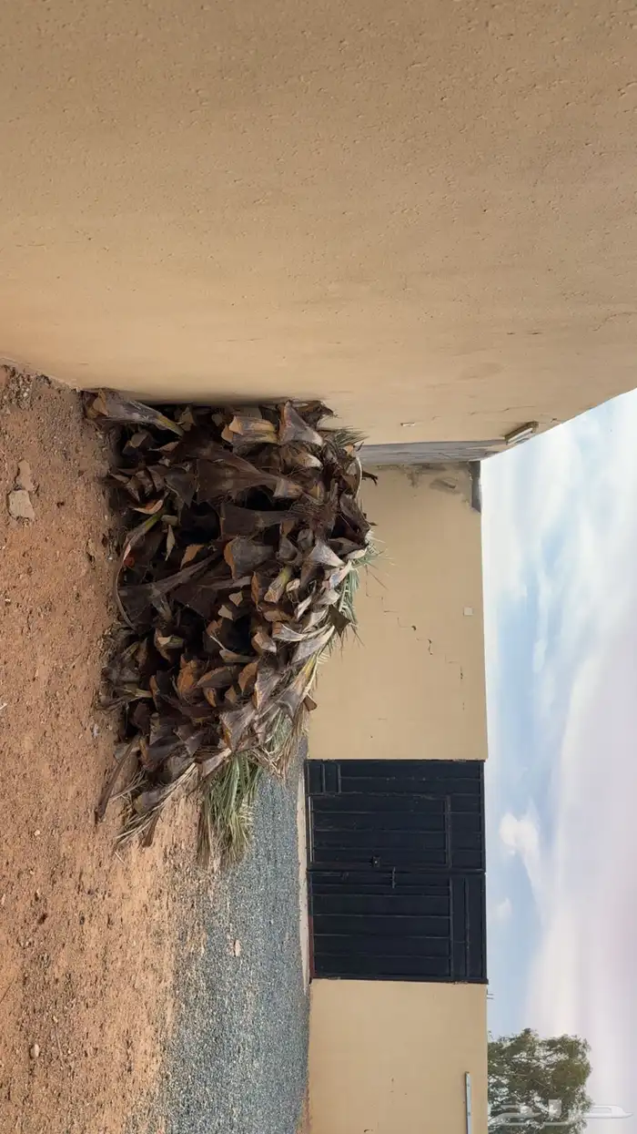 سعف نخل للبيع الموقع بالقاعد 2