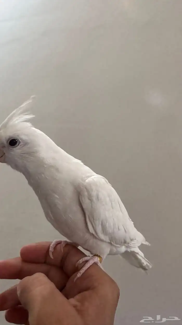 كروان هدد داخلي وبدايات خارجي بينو السوم 350 والبيع قريب 7