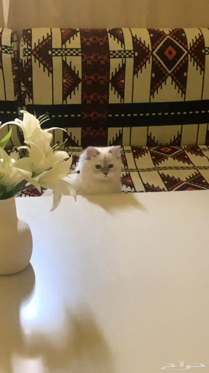 قطط للتبني 5