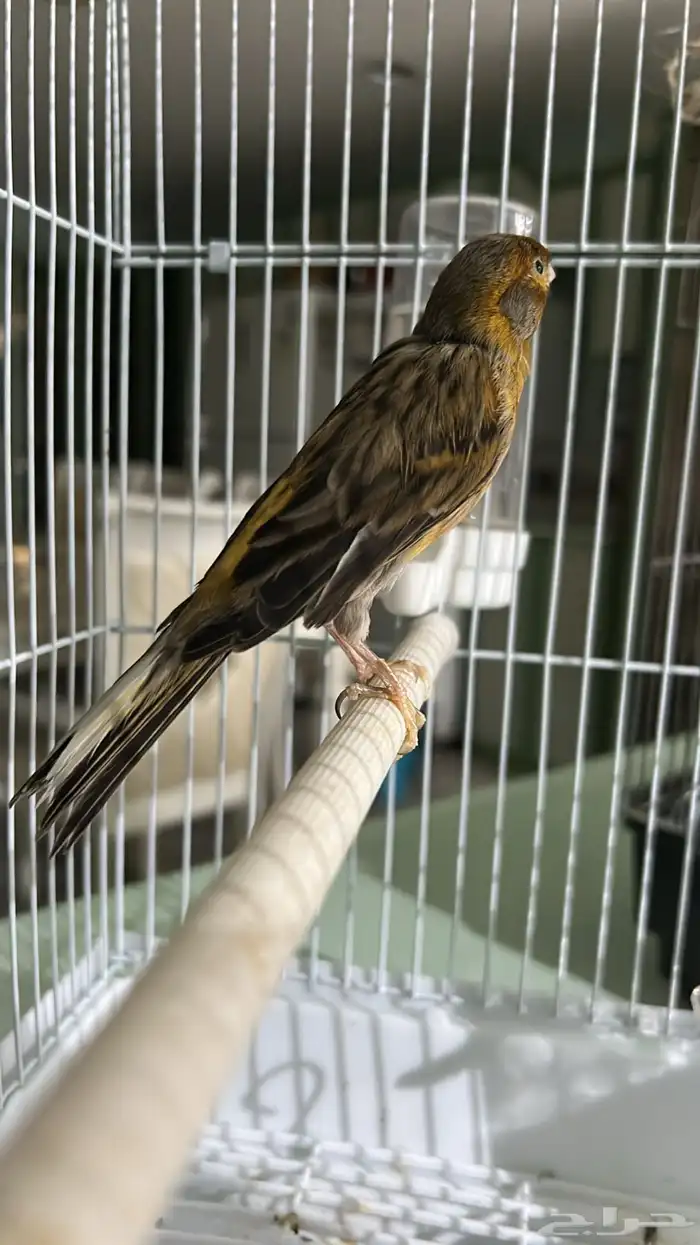 للبيع كناري 0