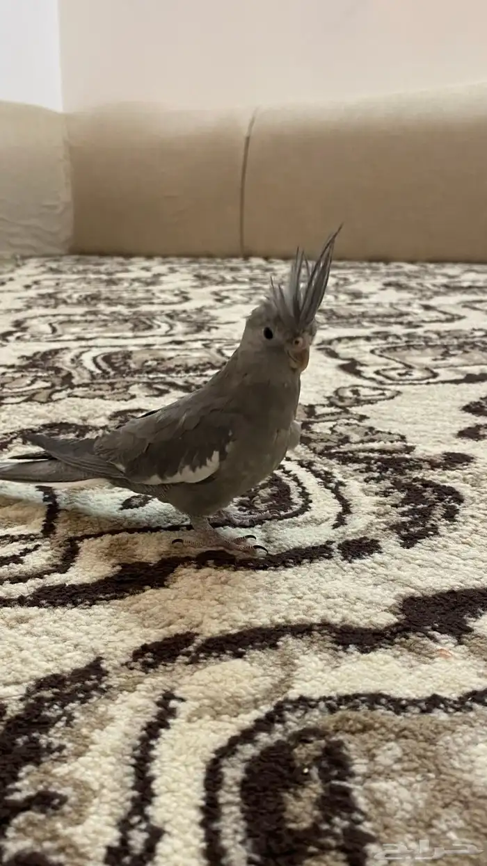 فرخين كروان 1