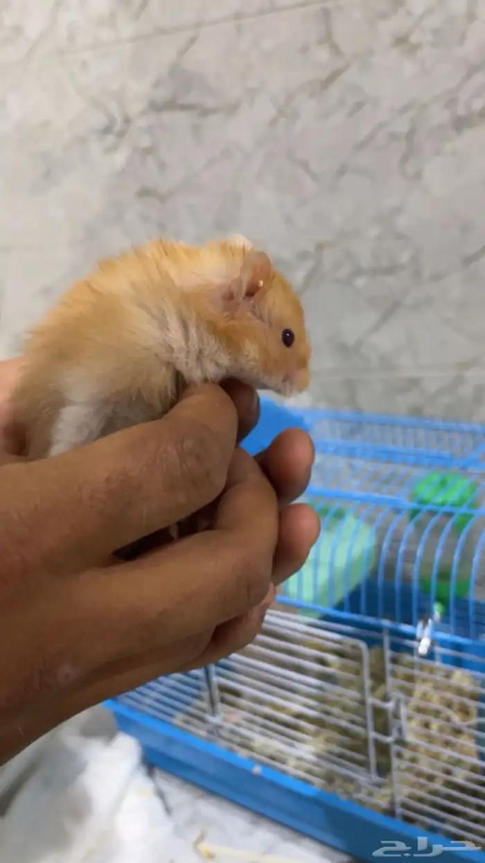 هامستر سوري 0