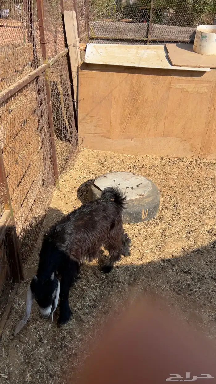 جفره مندي شهرين 4