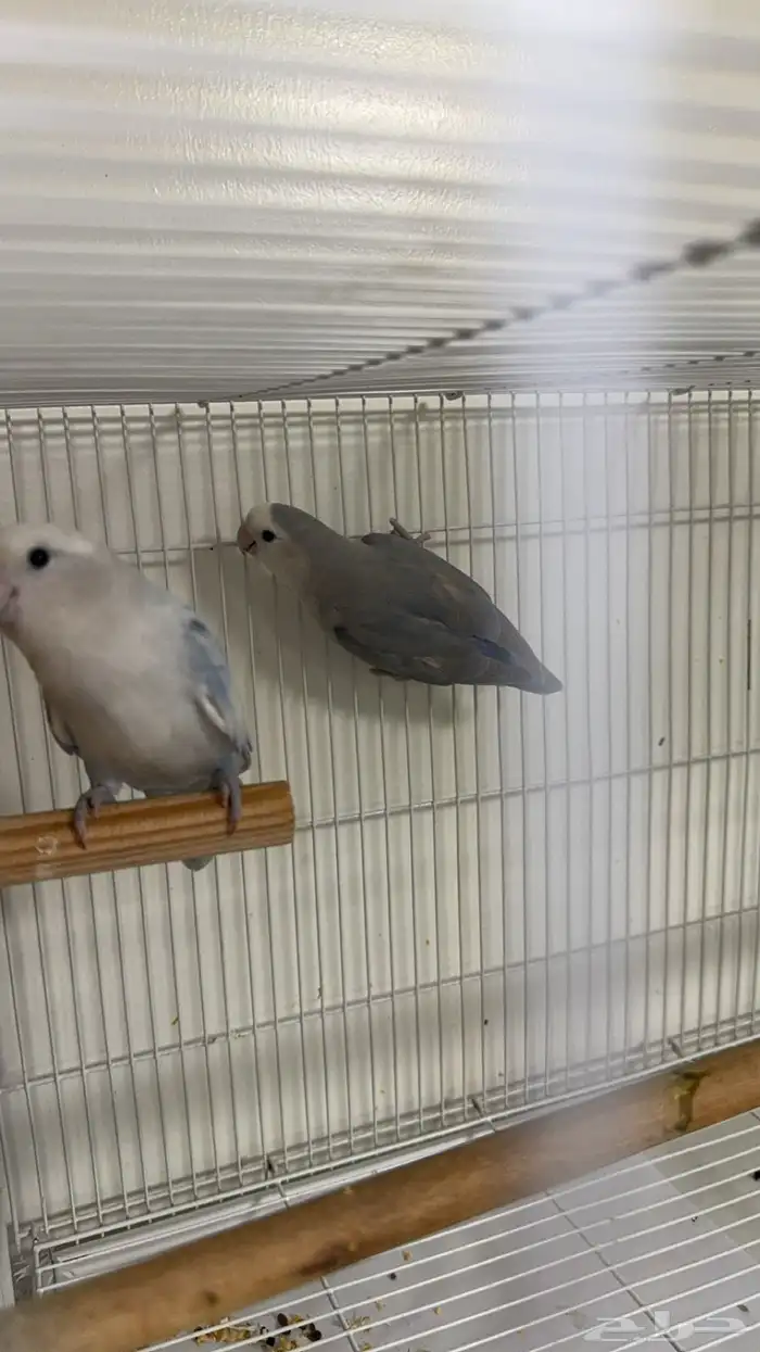 روز منتج ثاني بطن عندي وعندي صور ل 1