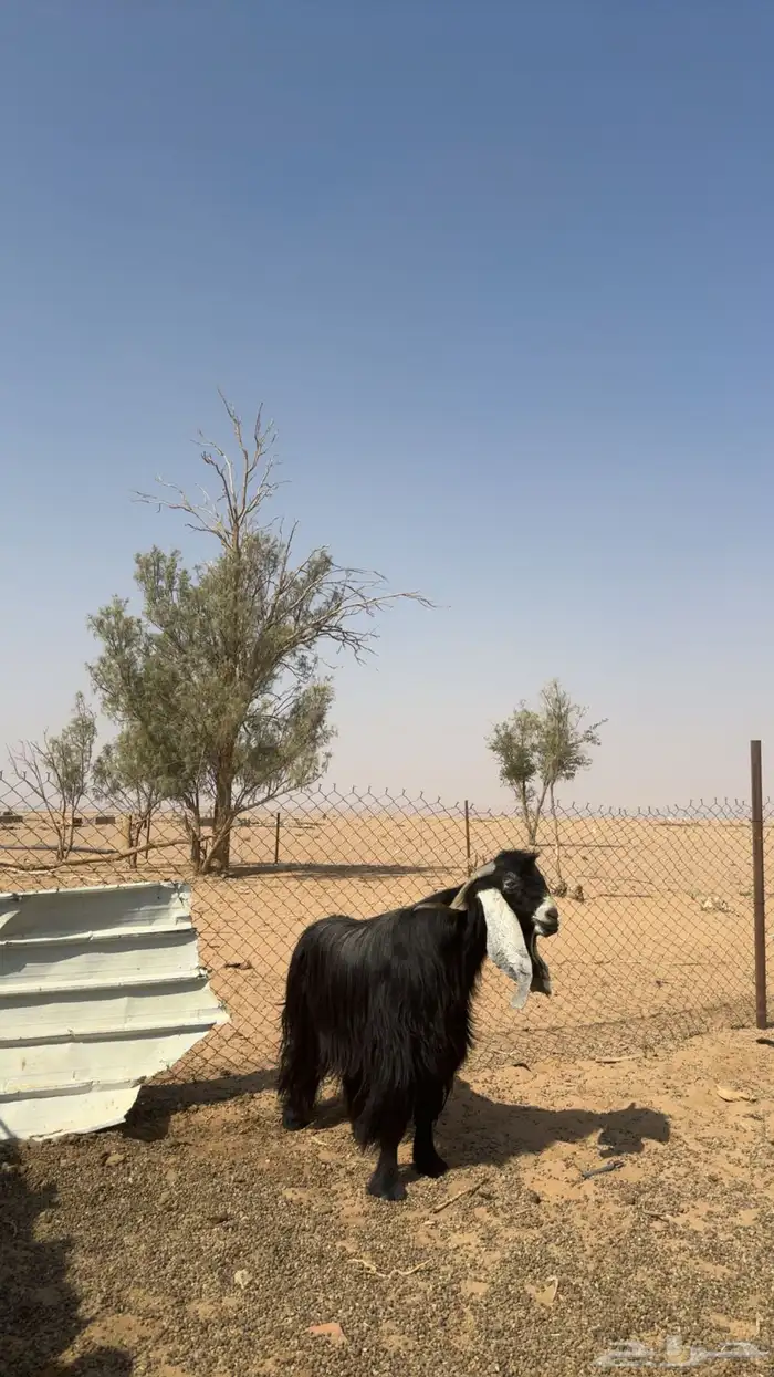 فحل عارضي ( صنف ) شعره وجرم فاخر 1